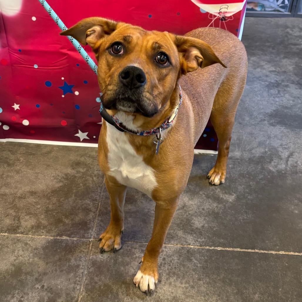 Brandy, Adoptable, Adult Female Labrador Retriever & Mixed Breed.