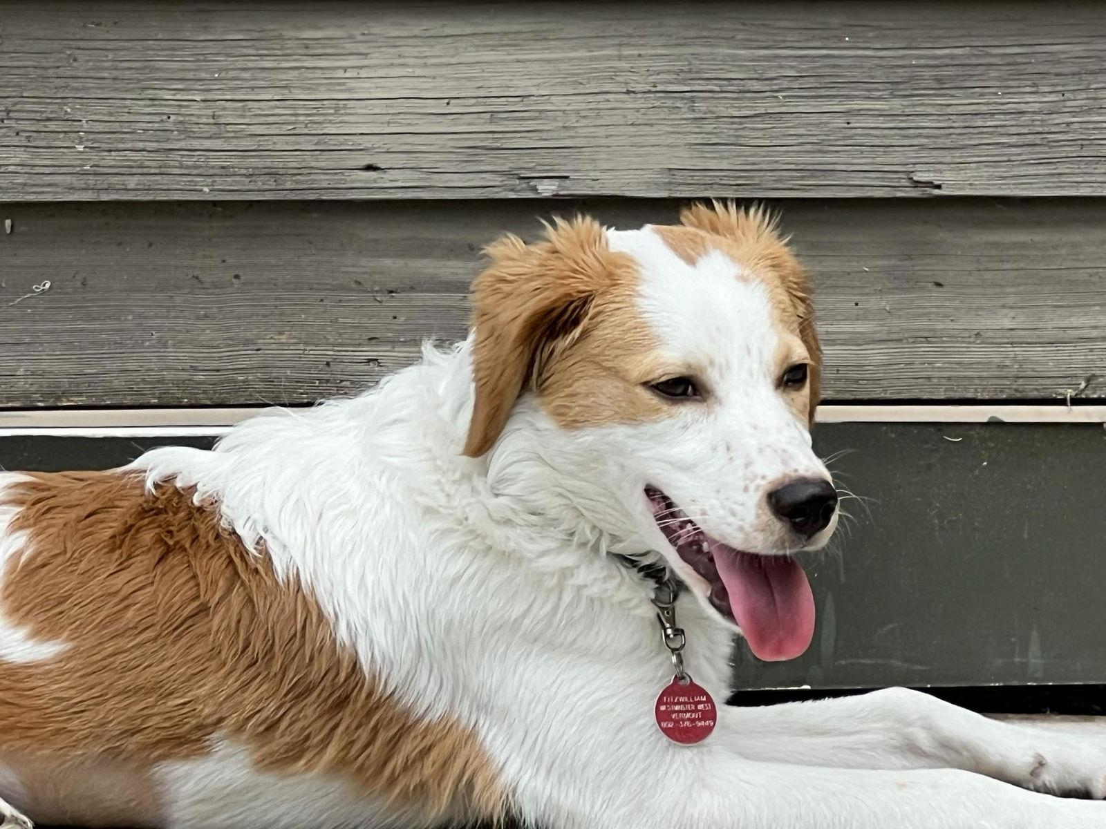 Honey, Adopted, Adult Female Australian Shepherd & Great Pyrenees.