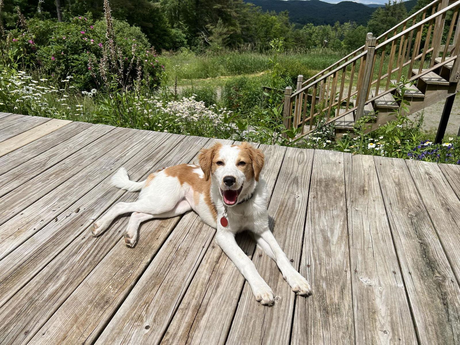 Honey, a Adopted mixed breed in Montpelier, VT image 2/3