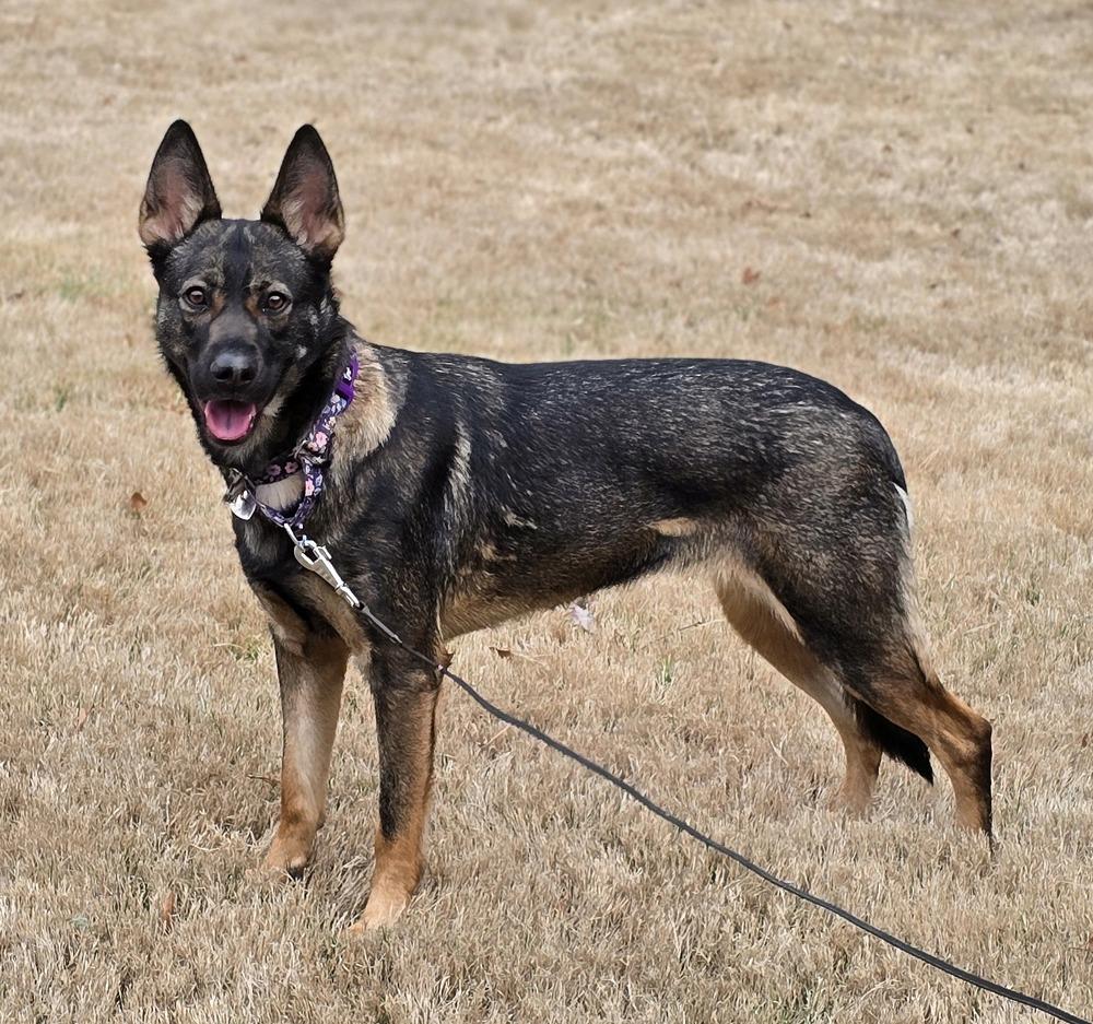 Harper, a Adoptable German Shepherd Dog in Dacula, GA image 2/4