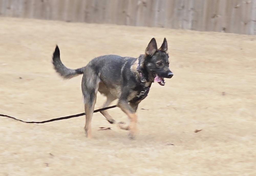 Harper, a Adoptable German Shepherd Dog in Dacula, GA image 3/4