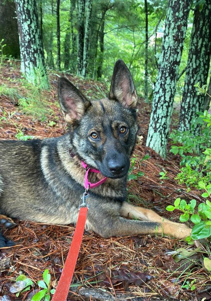 Harper, a Adoptable German Shepherd Dog in Dacula, GA image 4/4