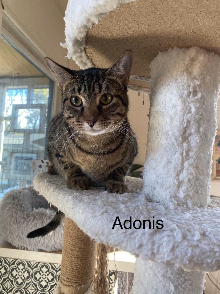 Adonis (Bonded with Iris), a Adoptable Domestic Short Hair in Lewisville, TX image 2/6