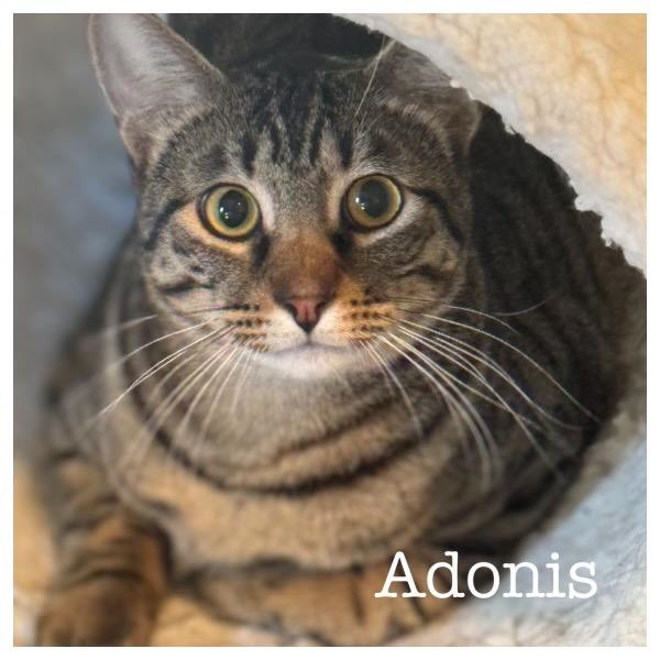 Adonis (Bonded with Iris), a Adoptable Domestic Short Hair in Lewisville, TX image 3/6