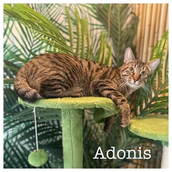 Adonis (Bonded with Iris), a Adoptable Domestic Short Hair in Lewisville, TX image 4/6