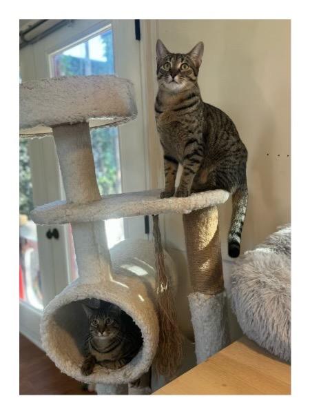 Enlarge Adonis (Bonded with Iris), a Adoptable Domestic Short Hair in Lewisville, TX image 6/6