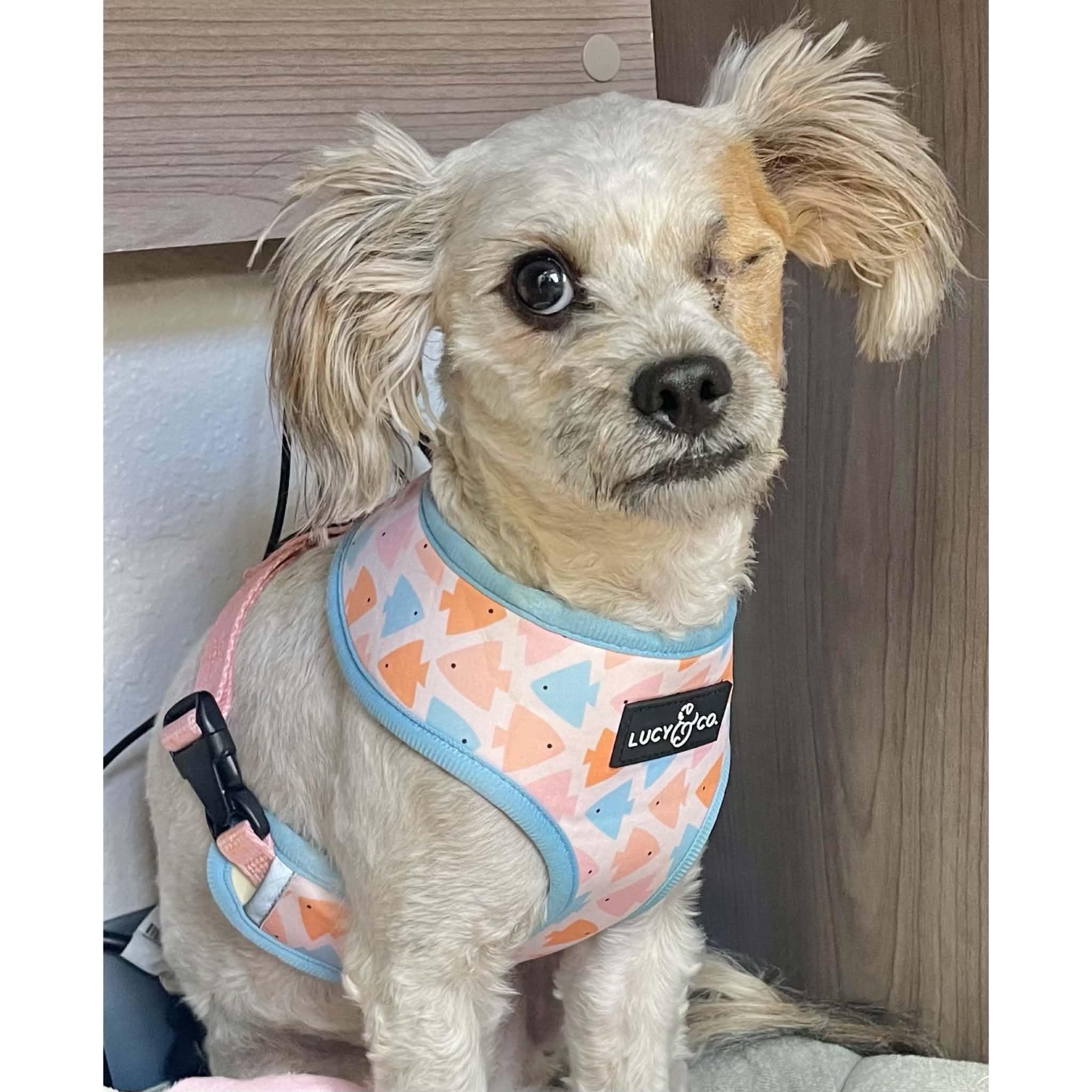 Enlarge Scout, a Adoptable mixed breed in Boulder, CO image 1/3