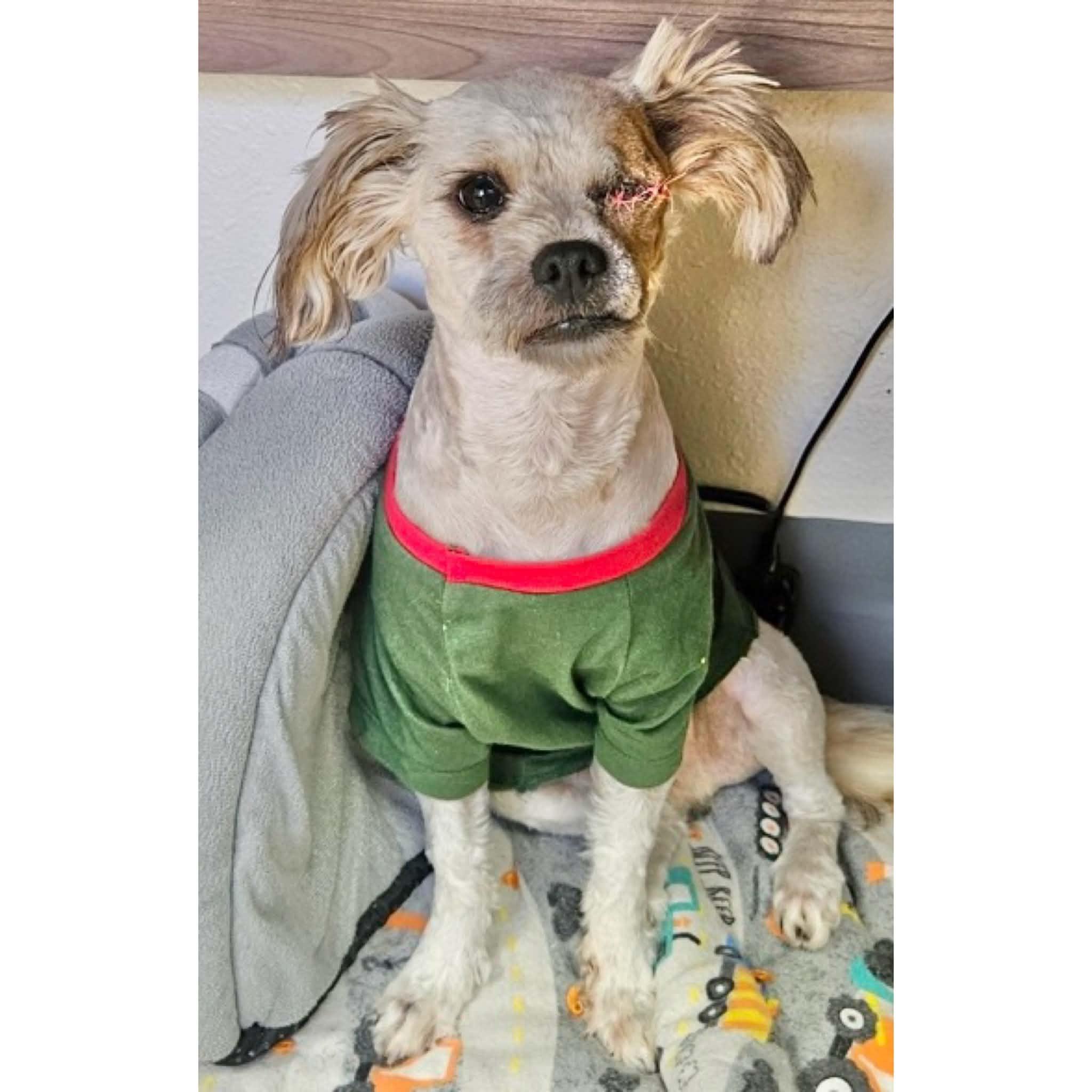 Enlarge Scout, a Adoptable mixed breed in Boulder, CO image 3/3