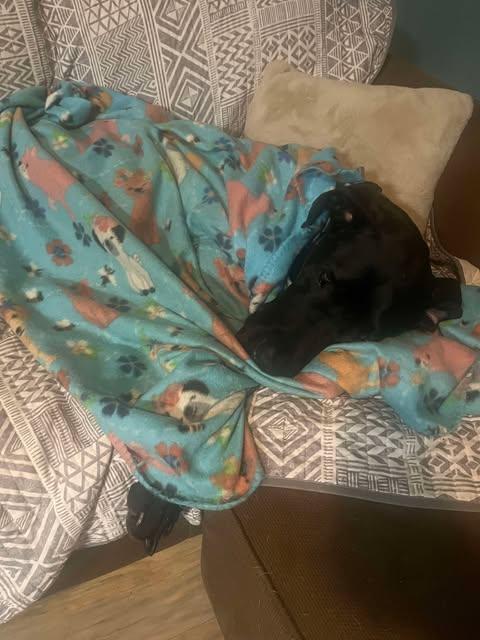 Claude, an adopted Great Dane in Springvale, ME image 3/6