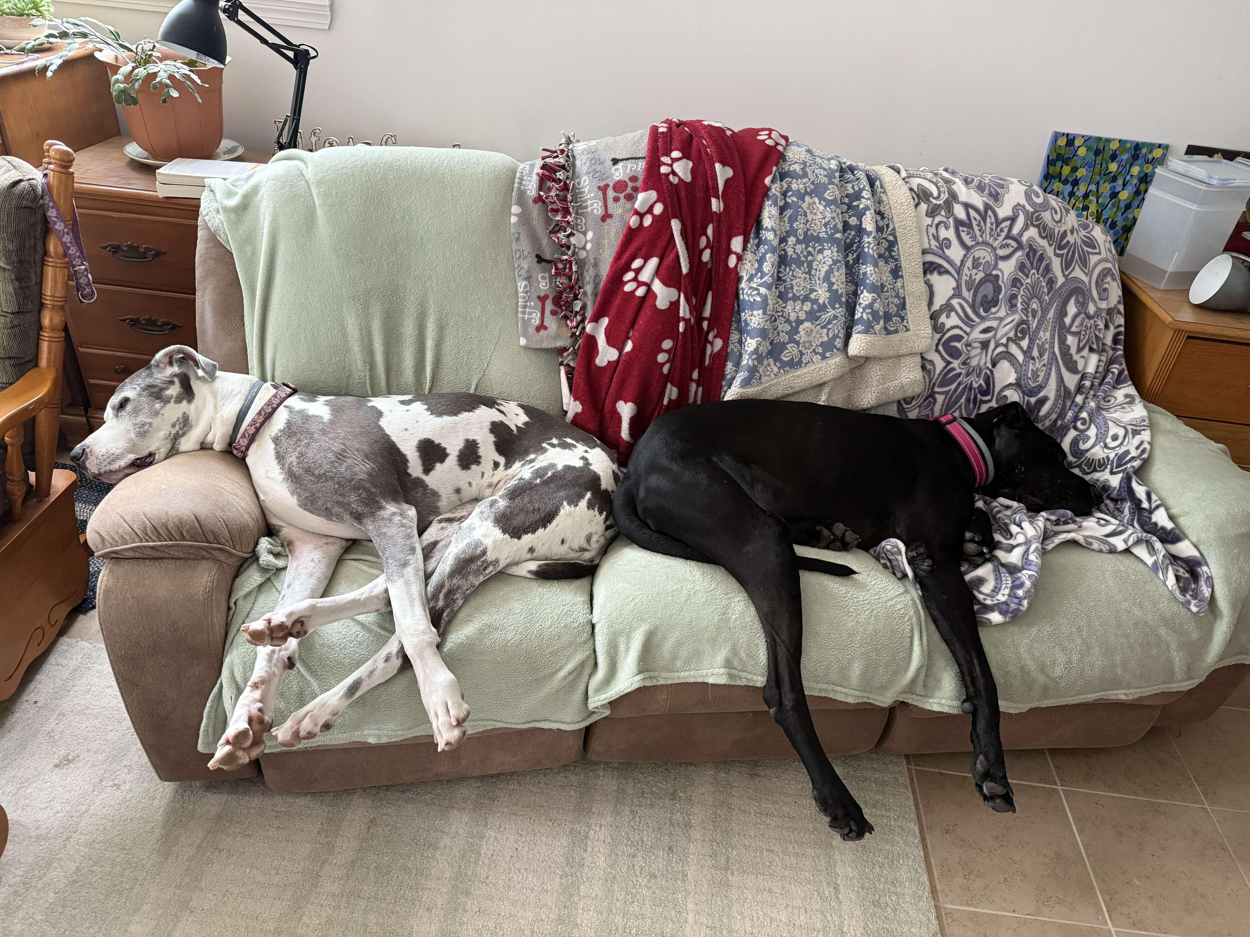 Claude, an adopted Great Dane in Springvale, ME image 4/6