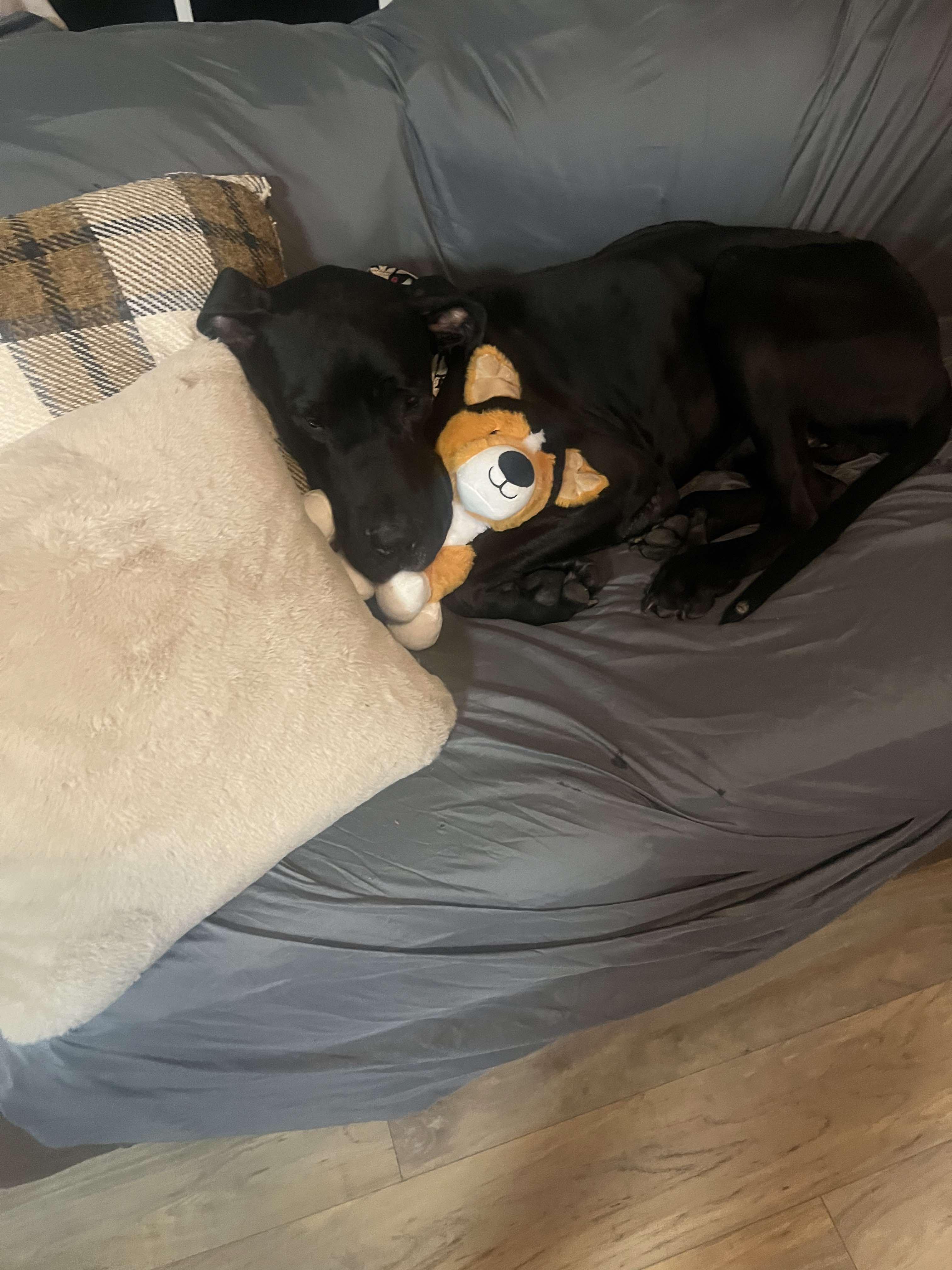 Claude, an adopted Great Dane in Springvale, ME image 6/6