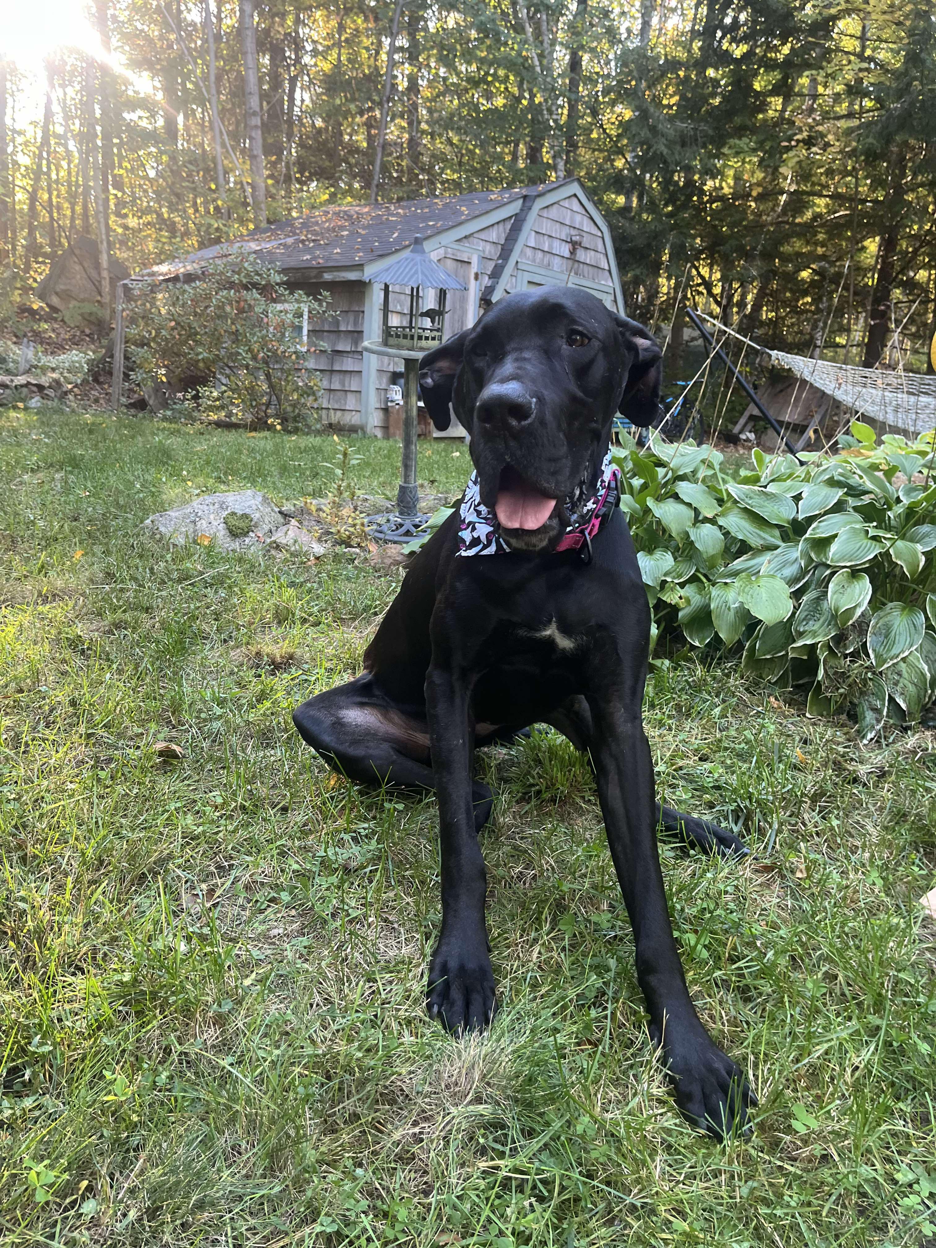 Claude, an adopted Great Dane in Springvale, ME image 1/6