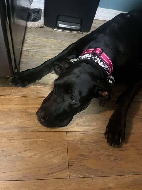 Claude, an adopted Great Dane in Springvale, ME image 2/6