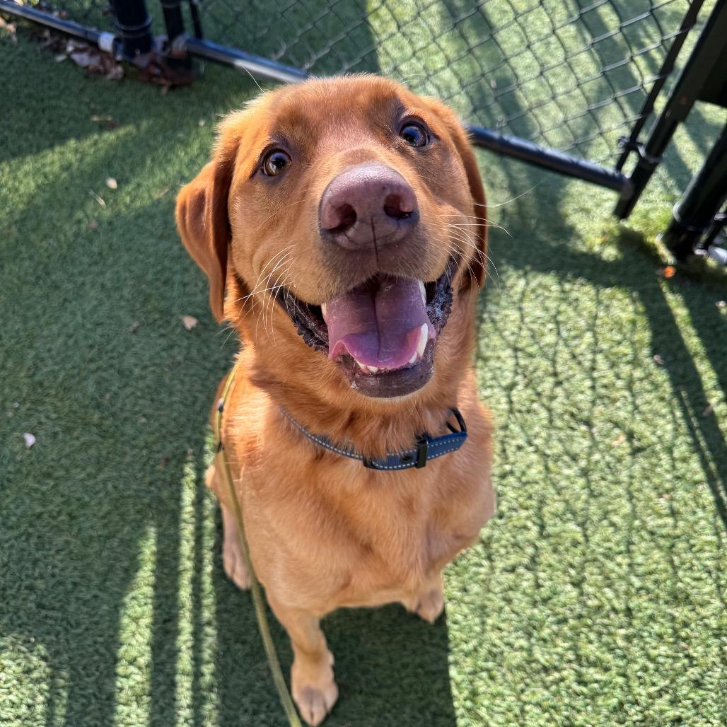Enlarge Ranger, a Adoptable Yellow Labrador Retriever in Blaine, MN image 1/2