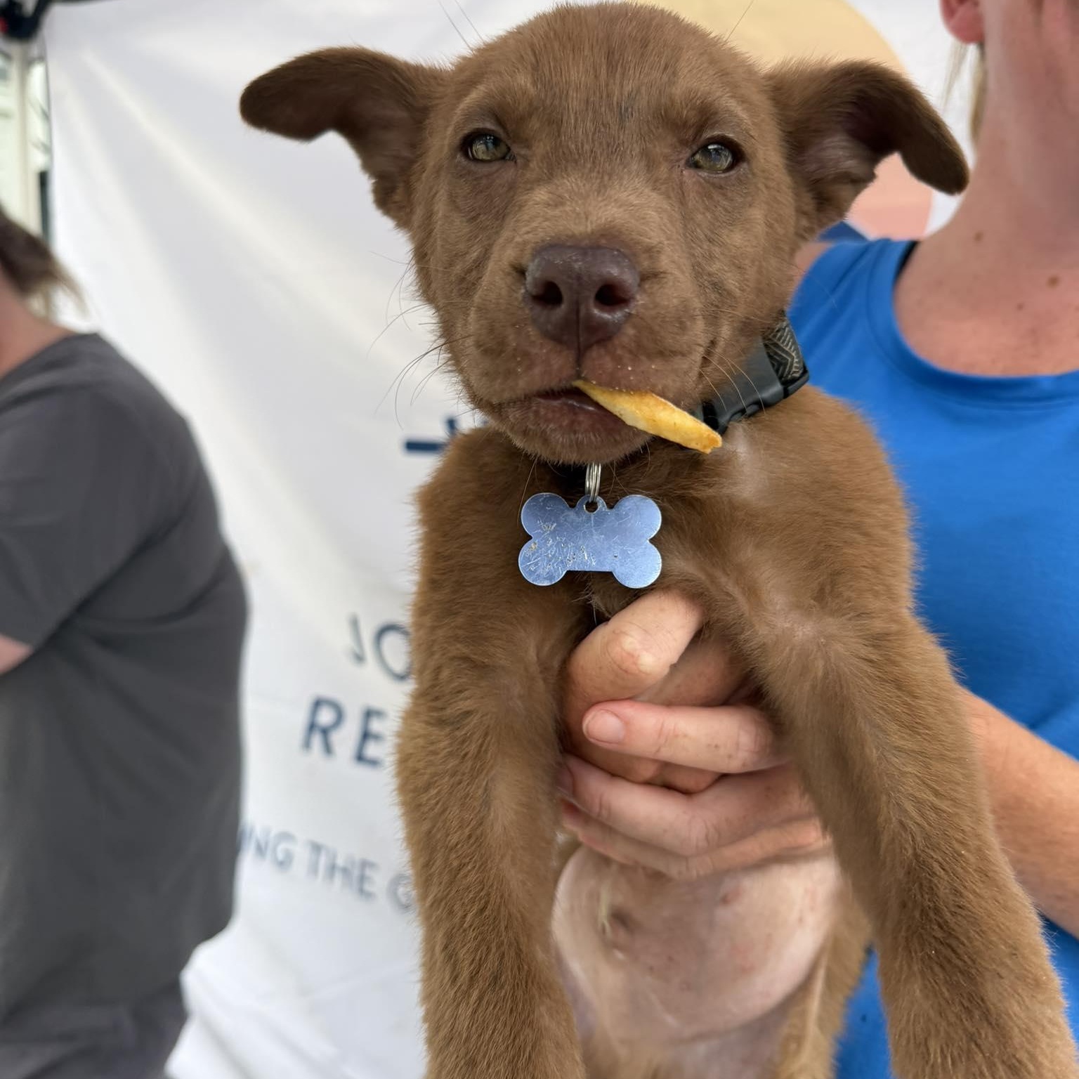 Bear, a ADOPTABLE Mixed Breed in Wando, SC image 5/6