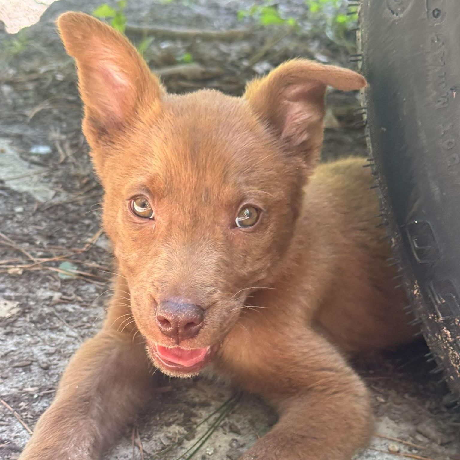 Bear, a ADOPTABLE Mixed Breed in Wando, SC image 4/6