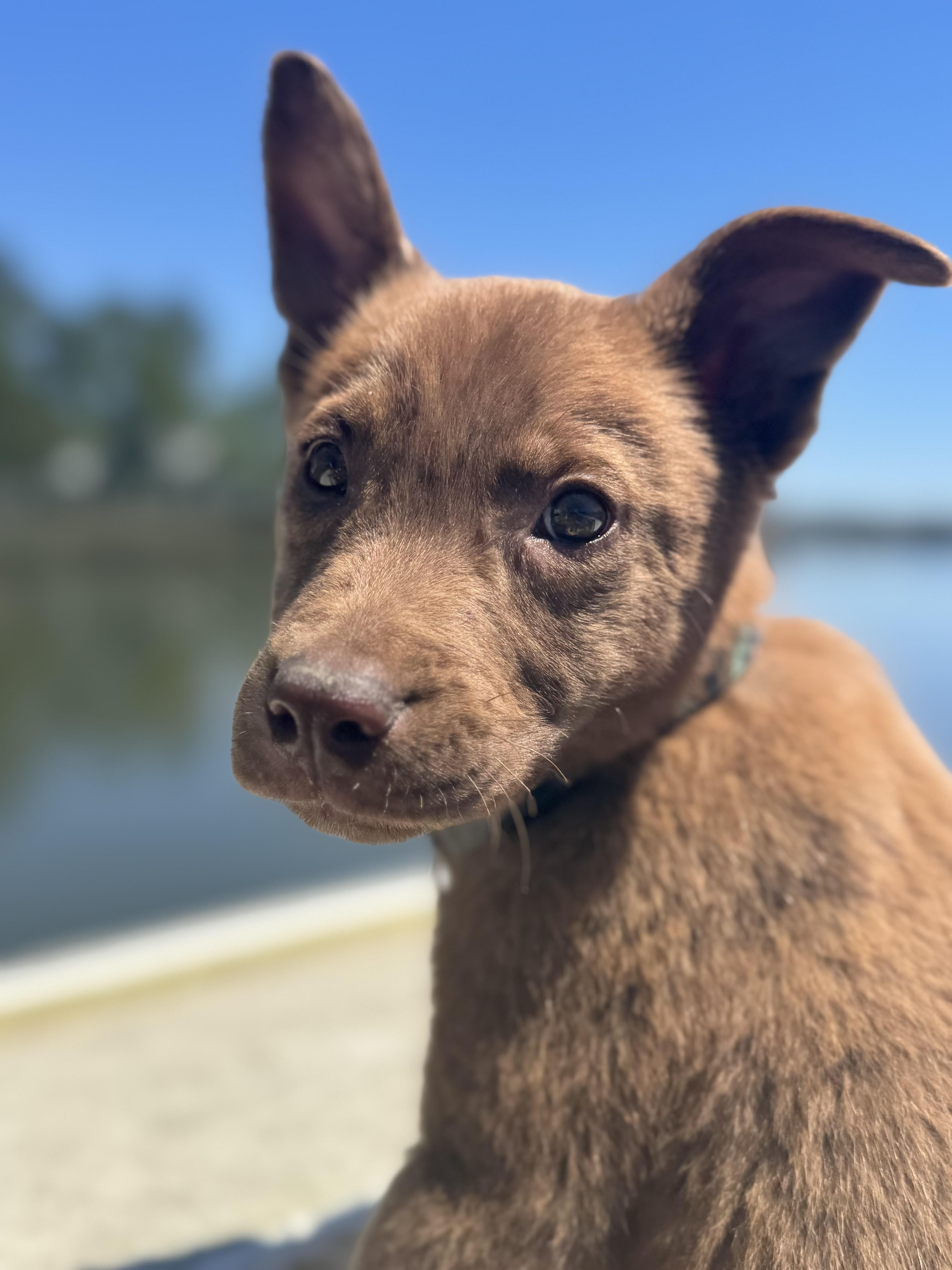 Bear, a ADOPTABLE Mixed Breed in Wando, SC image 1/6
