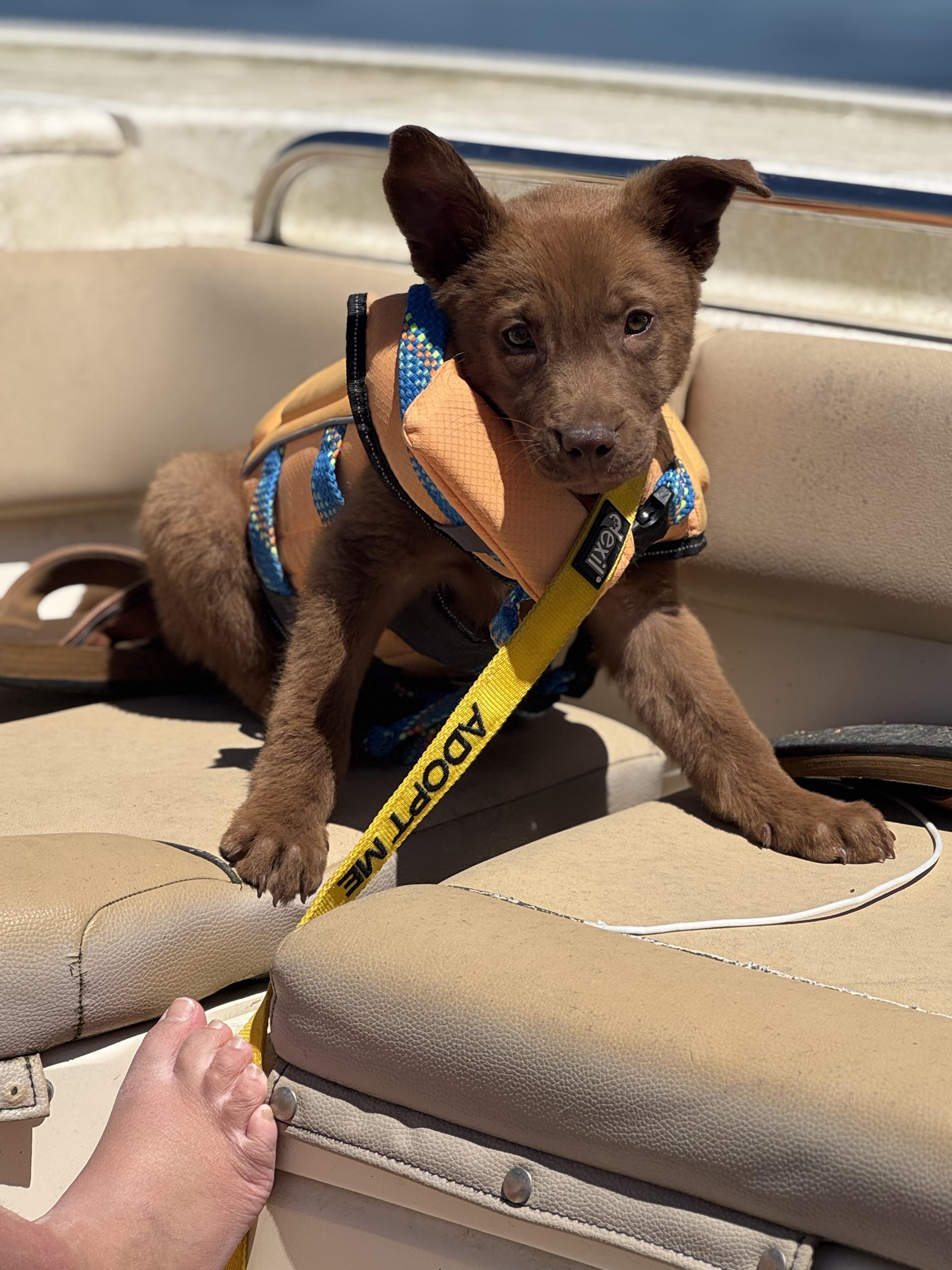 Bear, a ADOPTABLE Mixed Breed in Wando, SC image 6/6