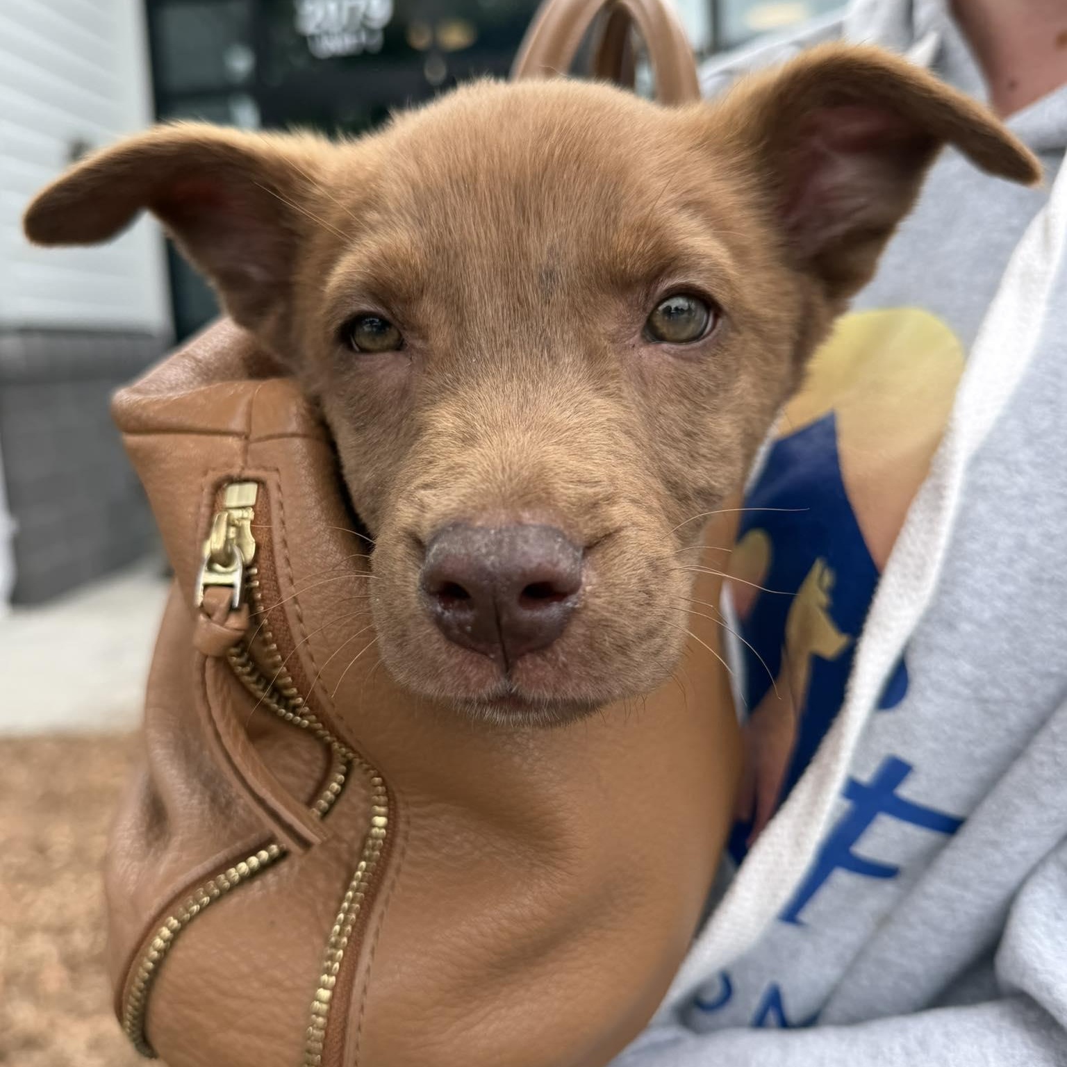 Bear, a ADOPTABLE Mixed Breed in Wando, SC image 3/6