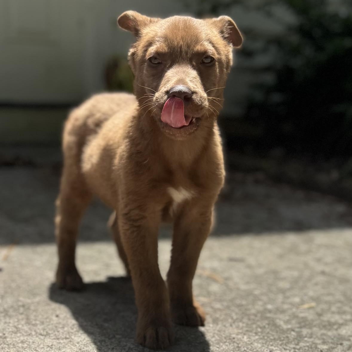 Bear, a ADOPTABLE Mixed Breed in Wando, SC image 2/6