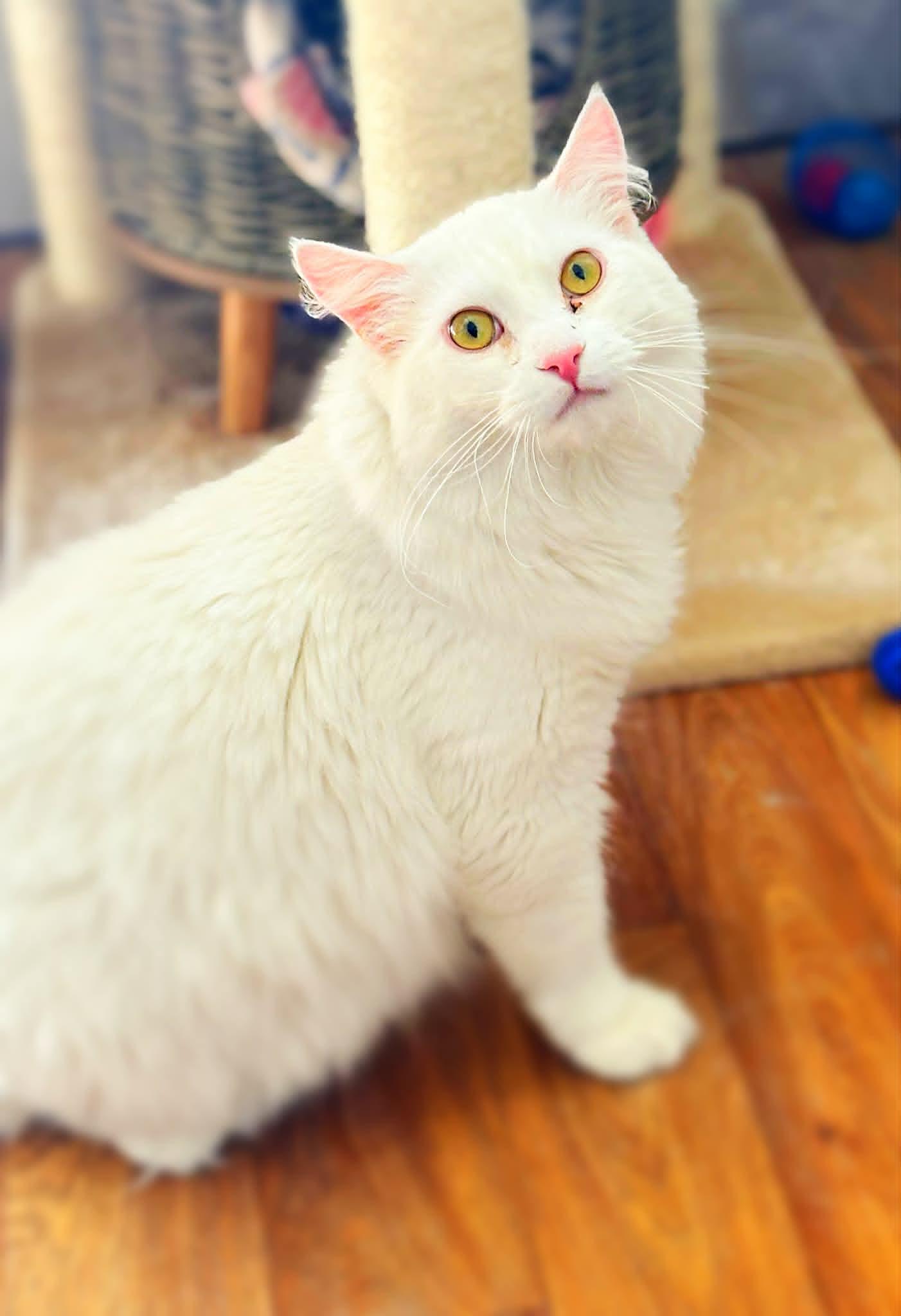 Lemon, adopted, Adult Male Turkish Angora.