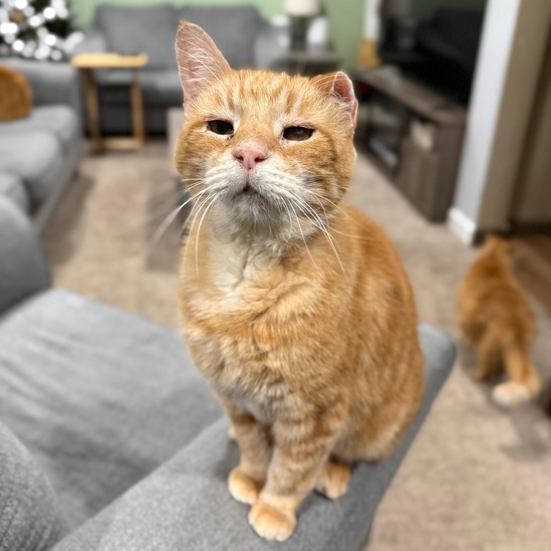 Enlarge Griffin, a ADOPTABLE mixed breed in Bridgeville, PA image 1/1