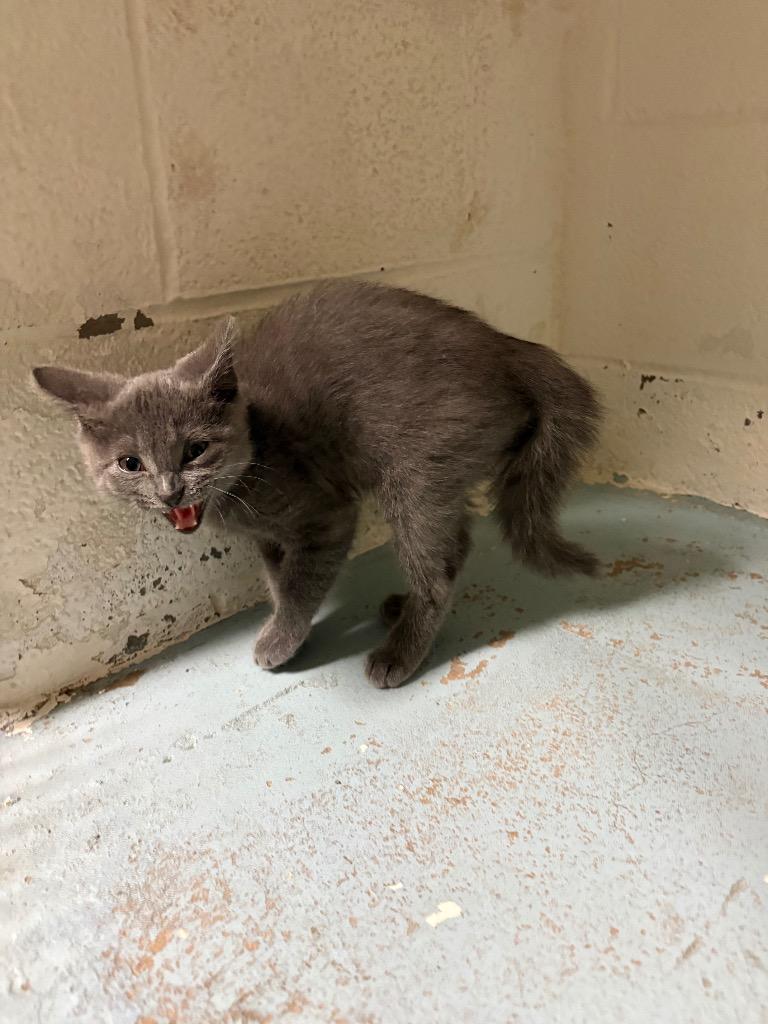 Gus, Adopted, Kitten Male Domestic Short Hair.