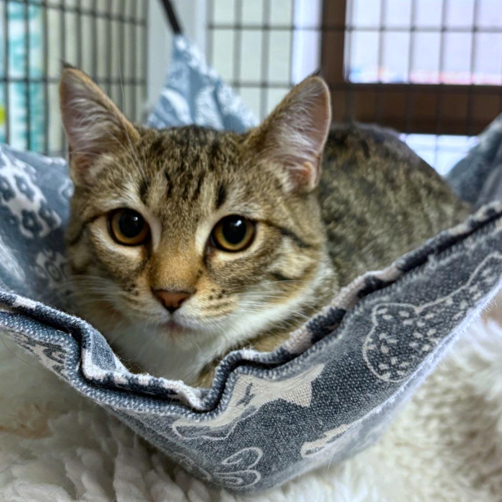 Boriska (Formerly Boris), Adoptable, Kitten Female Domestic Short Hair.