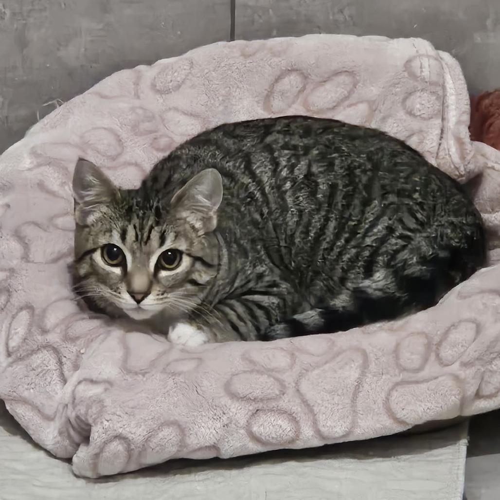 Boriska (Formerly Boris), a Adoptable Domestic Short Hair in Allyn, WA image 2/5