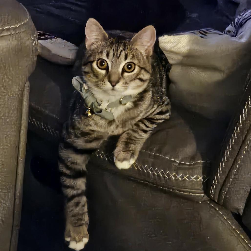 Boriska (Formerly Boris), a Adoptable Domestic Short Hair in Allyn, WA image 3/5