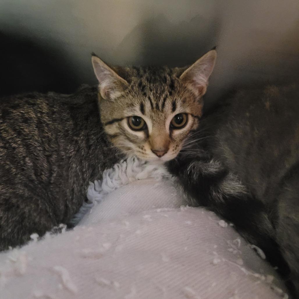 Boriska (Formerly Boris), a Adoptable Domestic Short Hair in Allyn, WA image 5/5