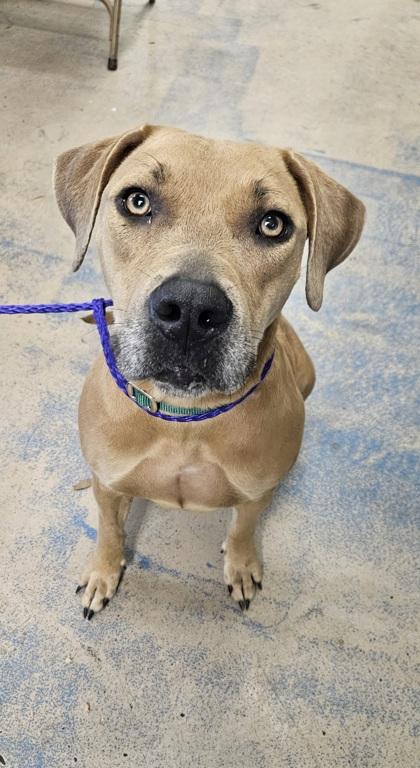 River, adopted, Adult Female Black Mouth Cur & Boxer.