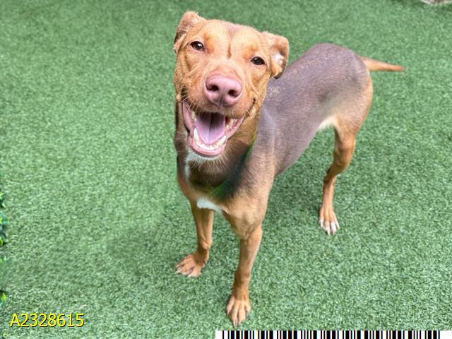 OKAPI, Adoptable, Adult Female Mixed Breed.