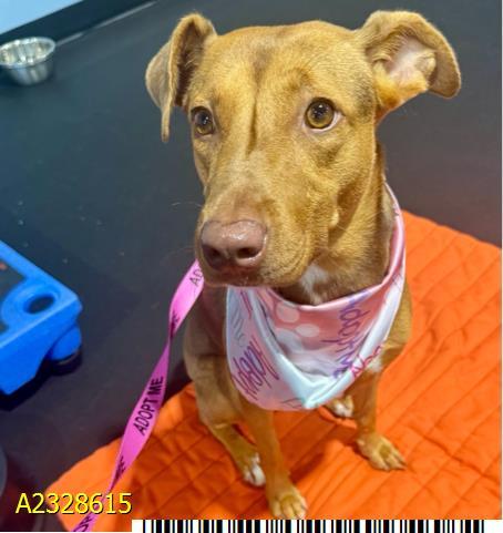 OKAPI, Adoptable, Adult Female Mixed Breed.