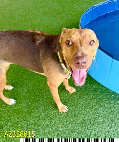 OKAPI, Adoptable, Adult Female Mixed Breed.