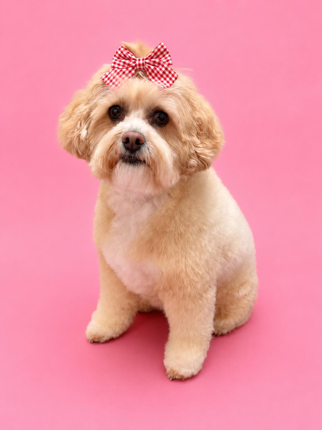 Enlarge Josie, an adopted mixed breed in Overland Park, KS image 1/1