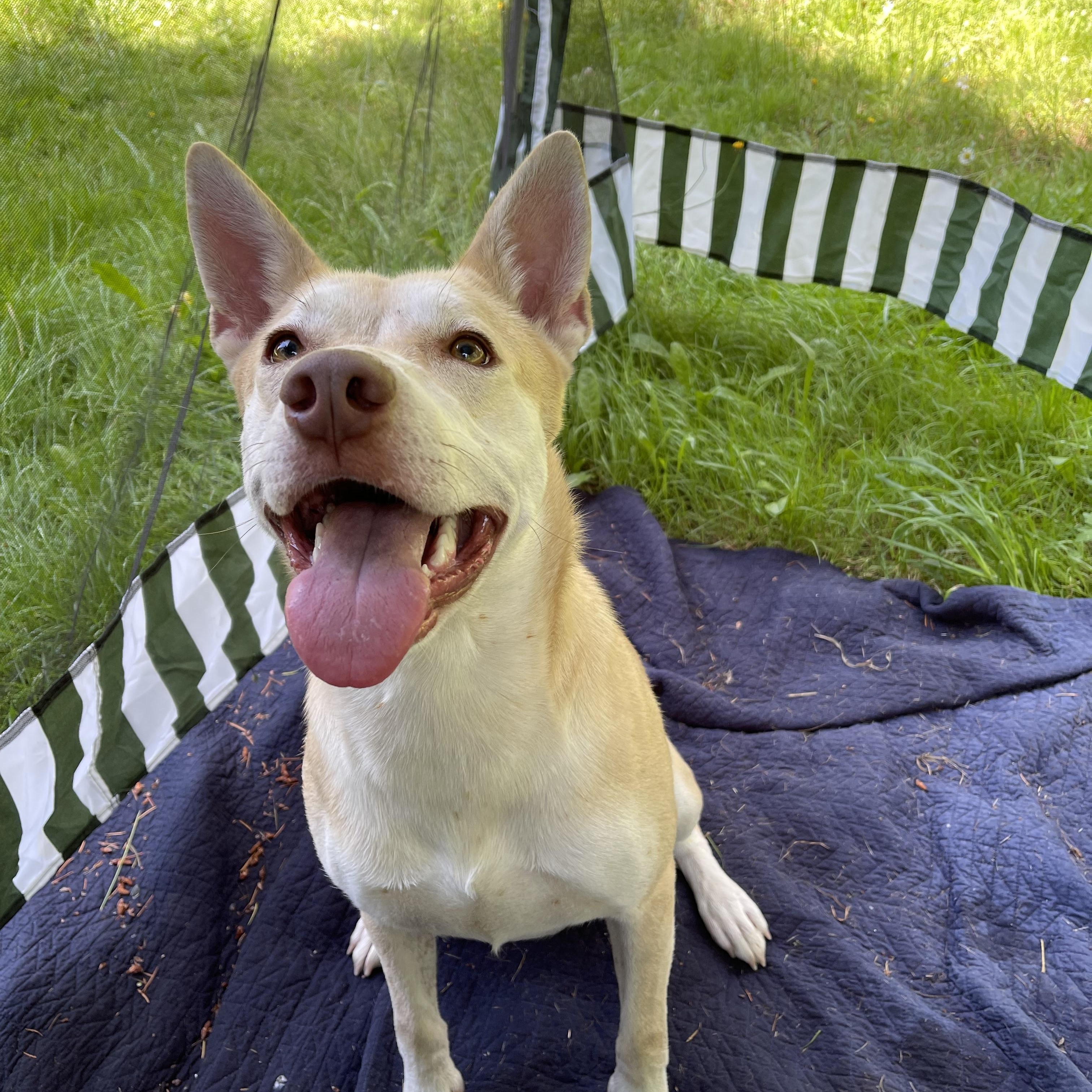 MIRANDA, a ADOPTABLE mixed breed in Graham, WA image 5/6