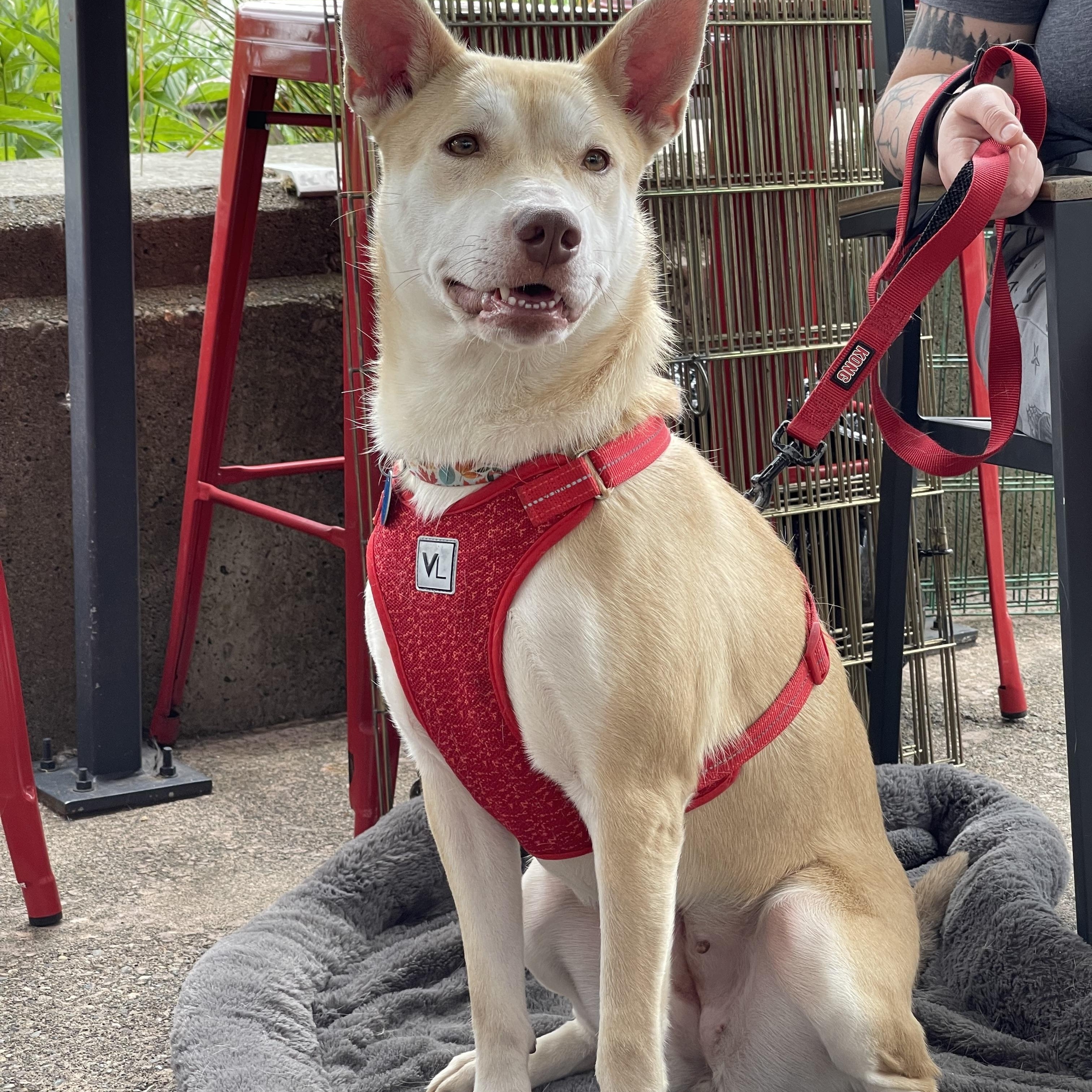 MIRANDA, a ADOPTABLE mixed breed in Graham, WA image 2/6