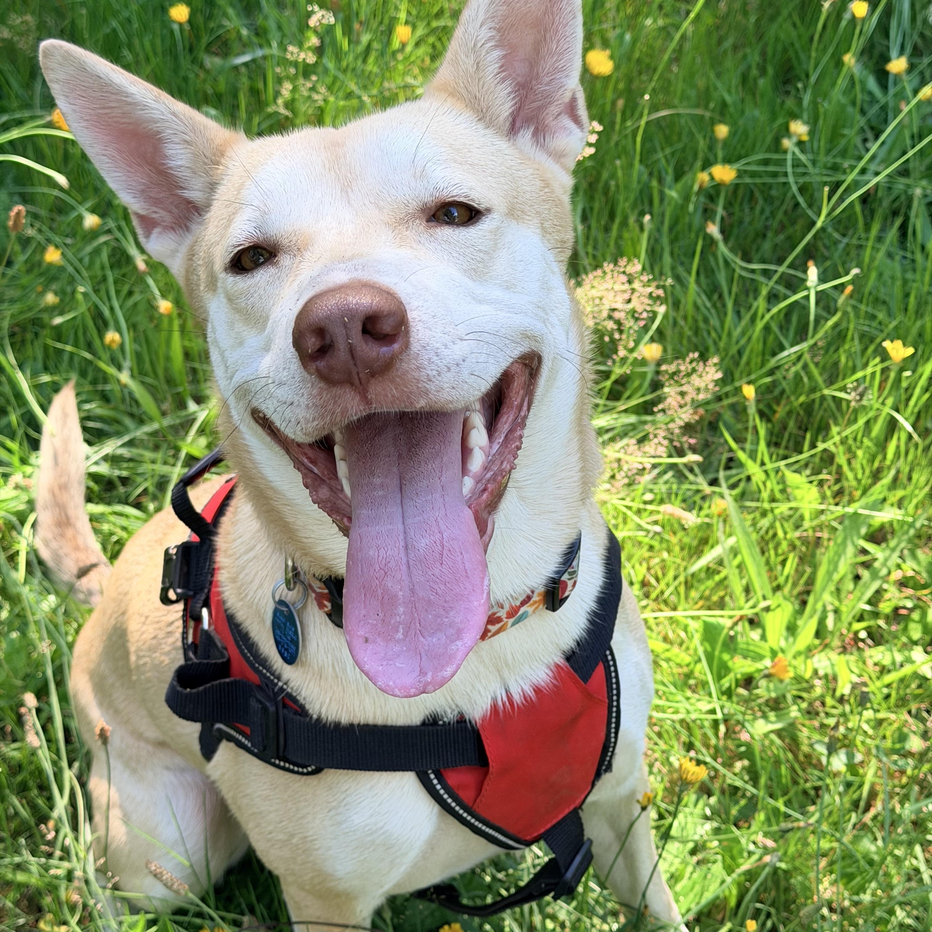 MIRANDA, ADOPTABLE, Adult Female Husky.