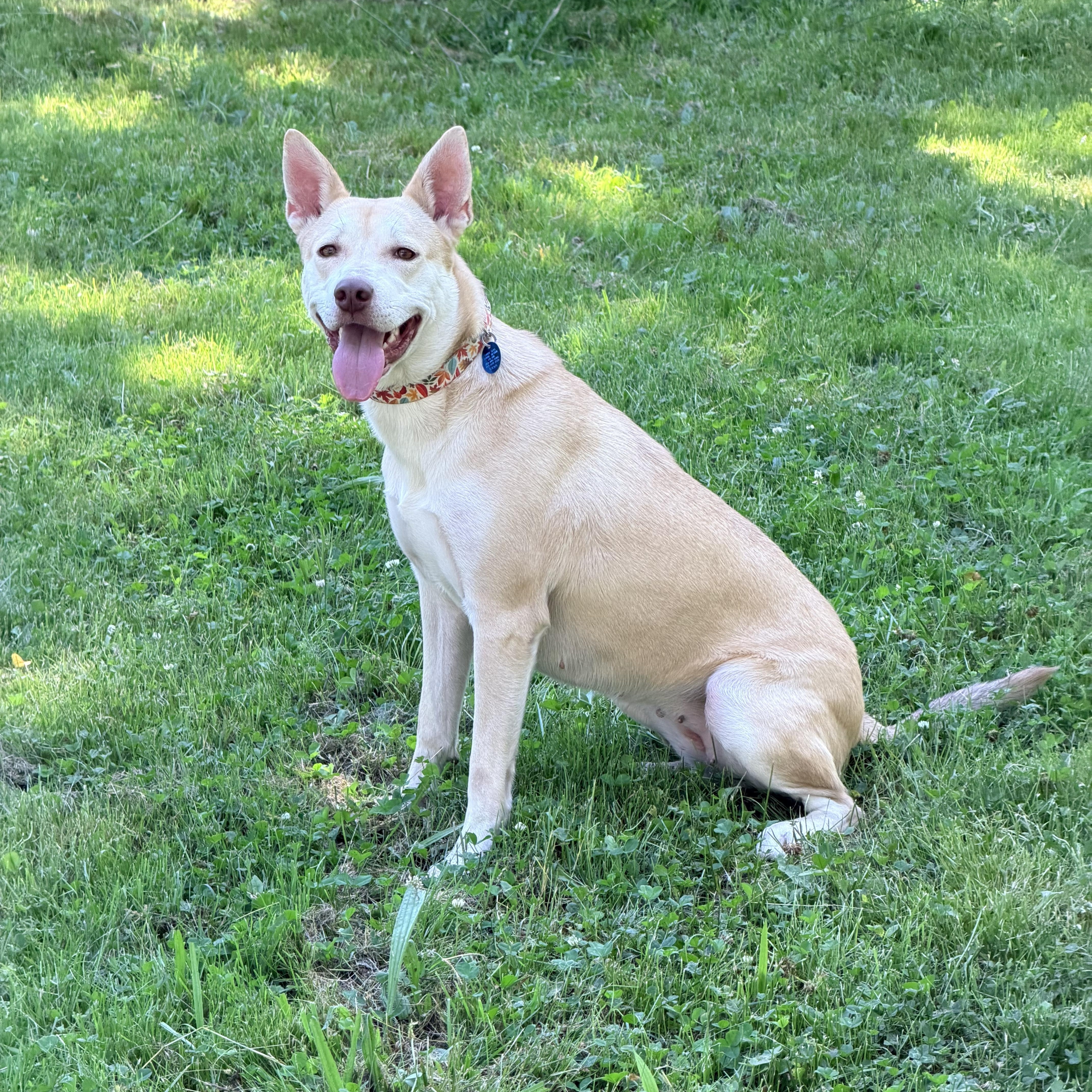 MIRANDA, a ADOPTABLE mixed breed in Graham, WA image 6/6