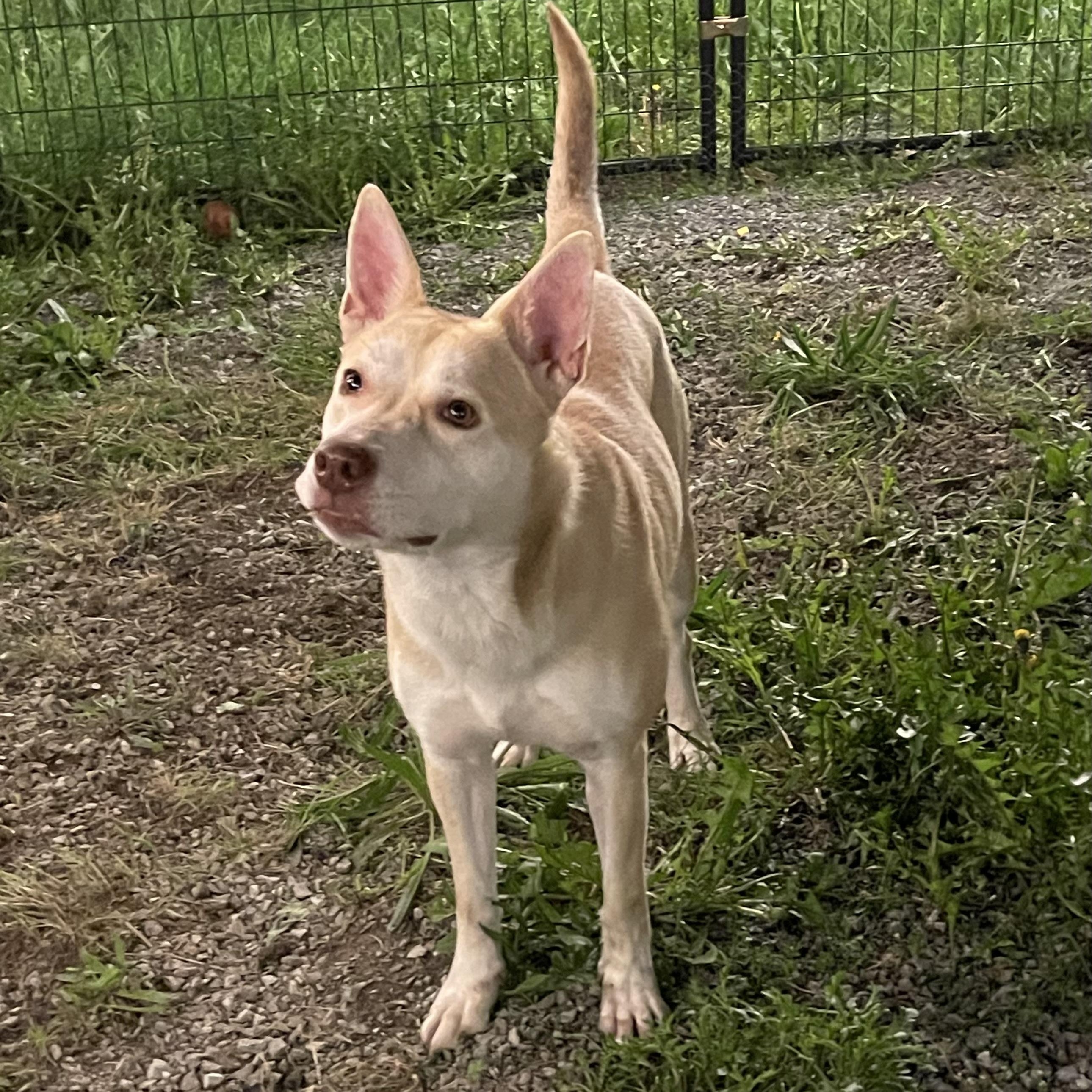 MIRANDA, a ADOPTABLE mixed breed in Graham, WA image 4/6