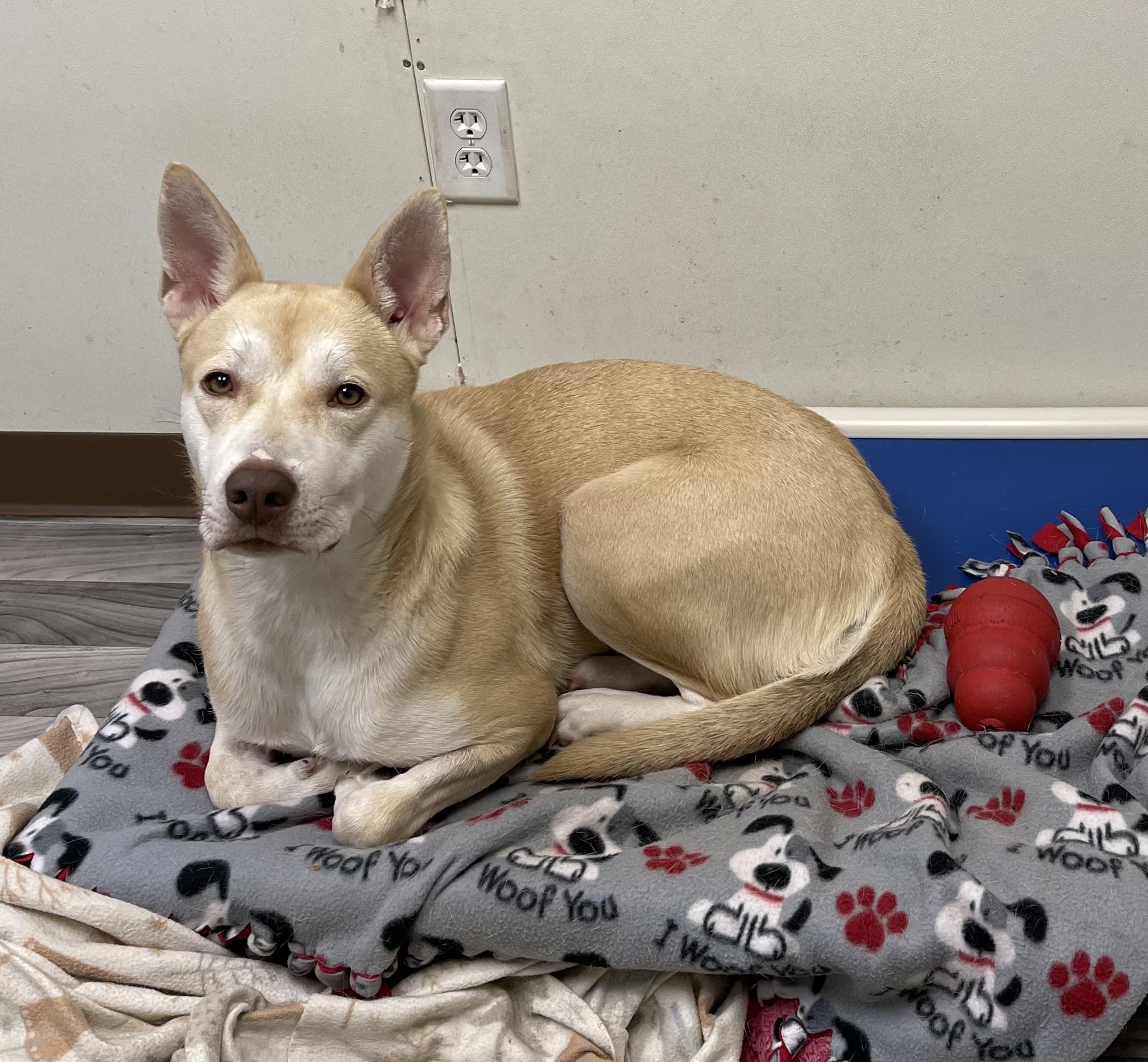 MIRANDA, a ADOPTABLE mixed breed in Graham, WA image 3/6
