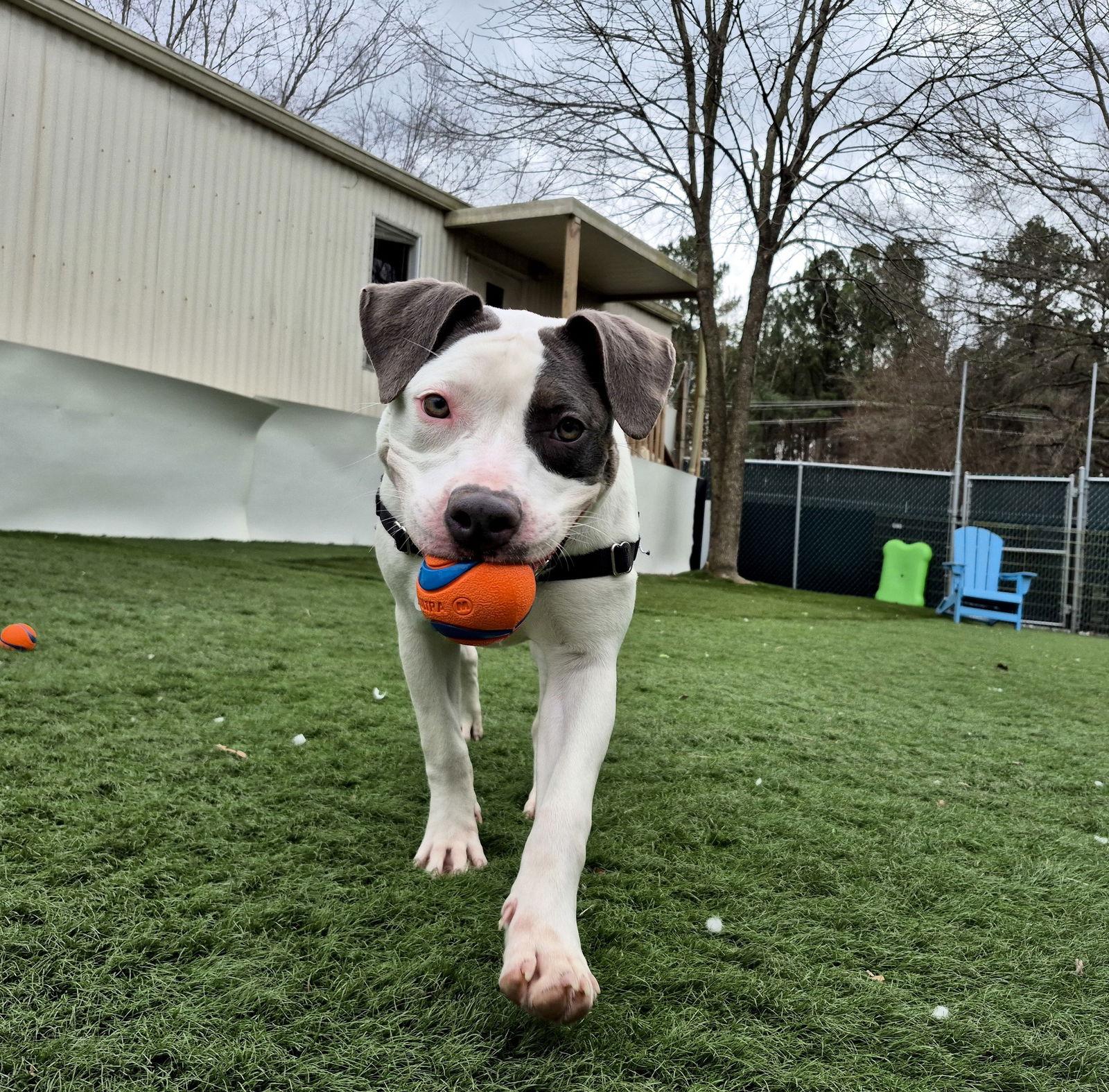 Enlarge Peep, a Adopted Mixed Breed in Durham, NC image 1/3