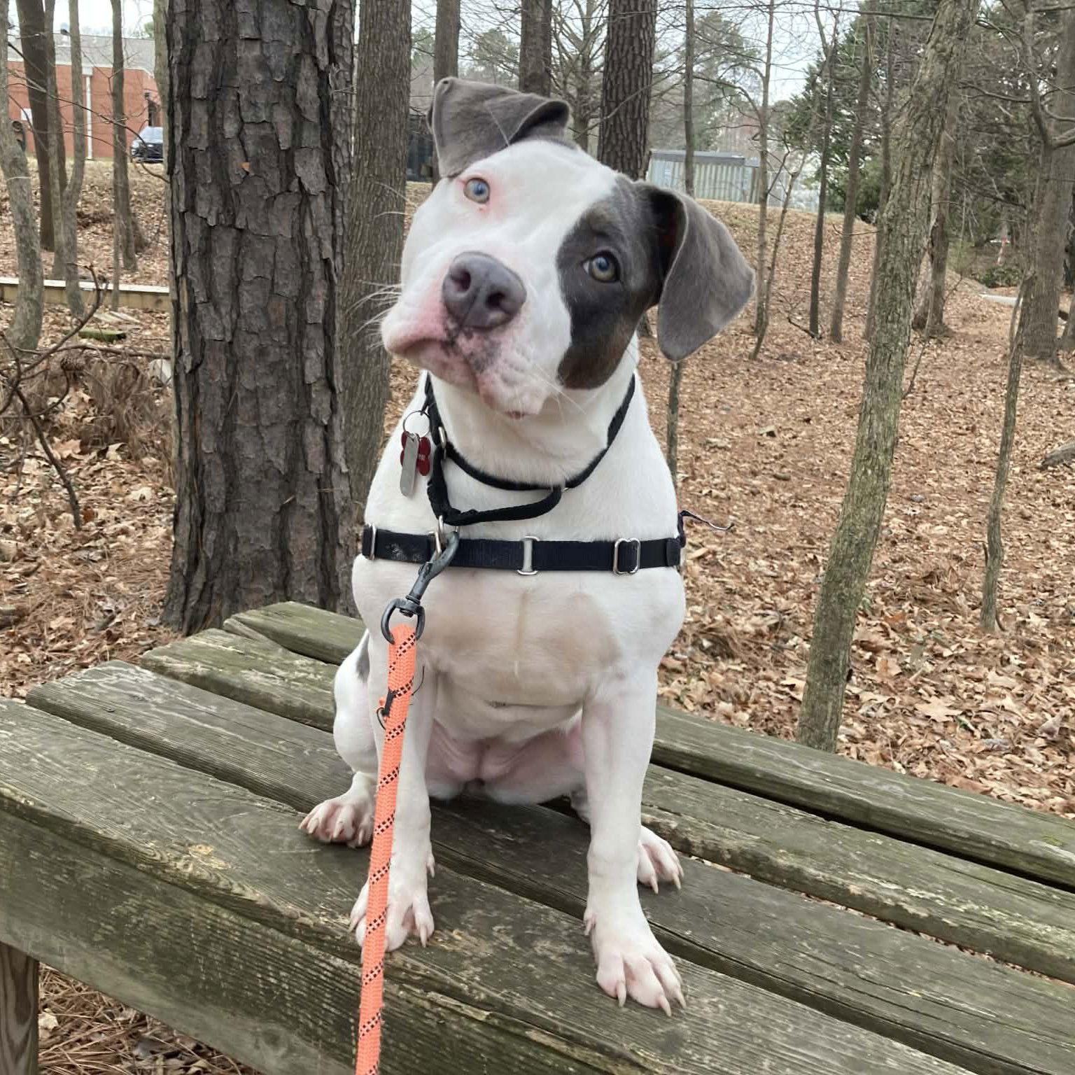 Enlarge Peep, a Adoptable Mixed Breed in Durham, NC image 1/3