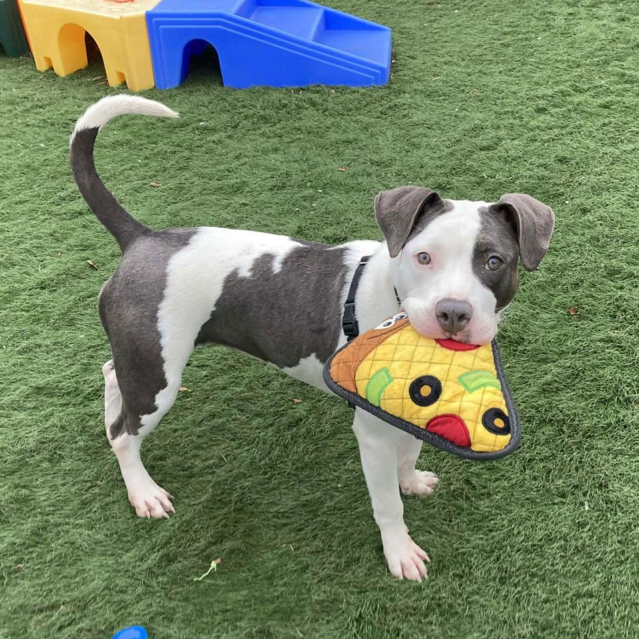 Enlarge Peep, a Adoptable Mixed Breed in Durham, NC image 2/3