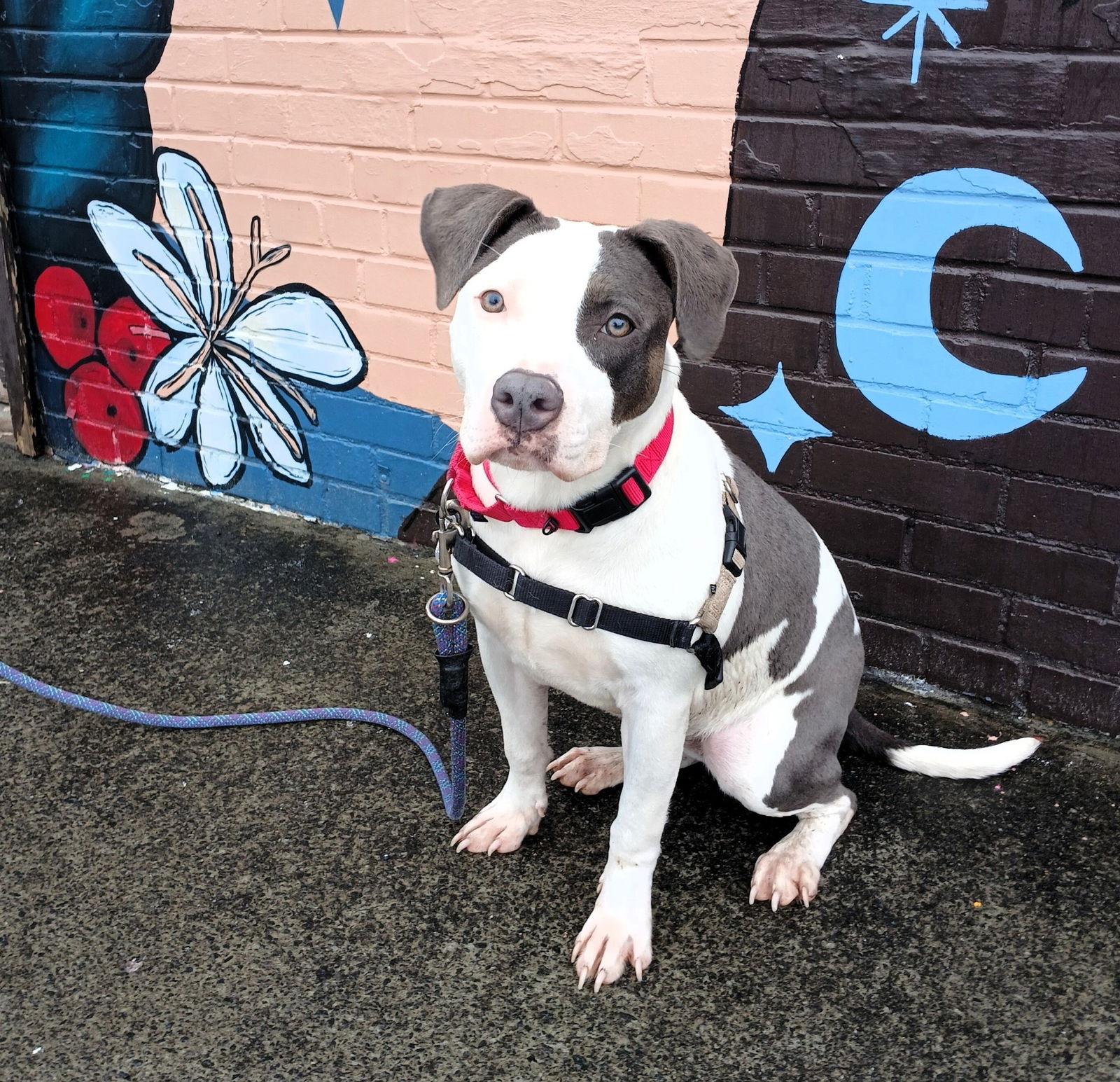 Enlarge Peep, a Adopted Mixed Breed in Durham, NC image 3/3
