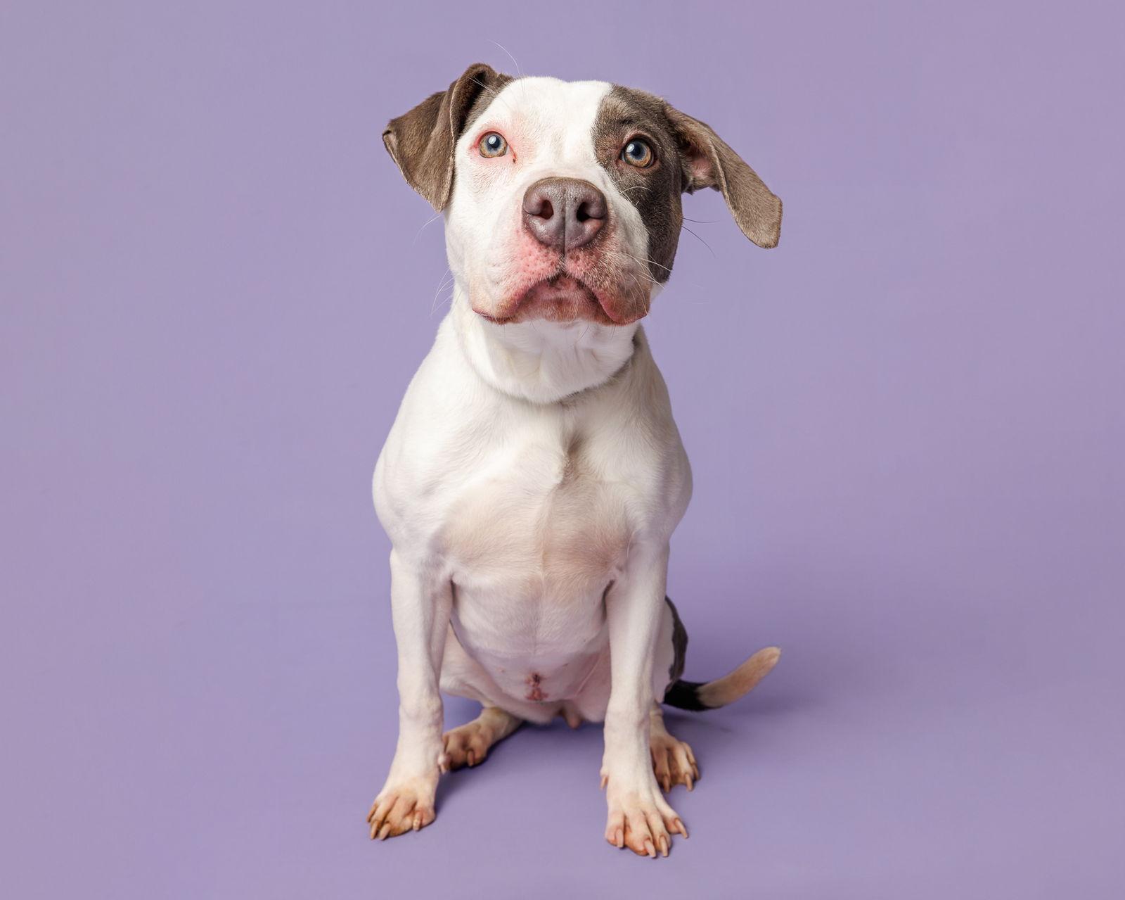 Enlarge Peep, a Adoptable Mixed Breed in Durham, NC image 3/3