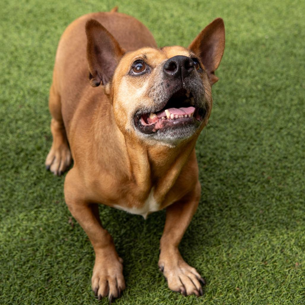 Eggs Benedict, Adoptable, Adult Male Terrier.