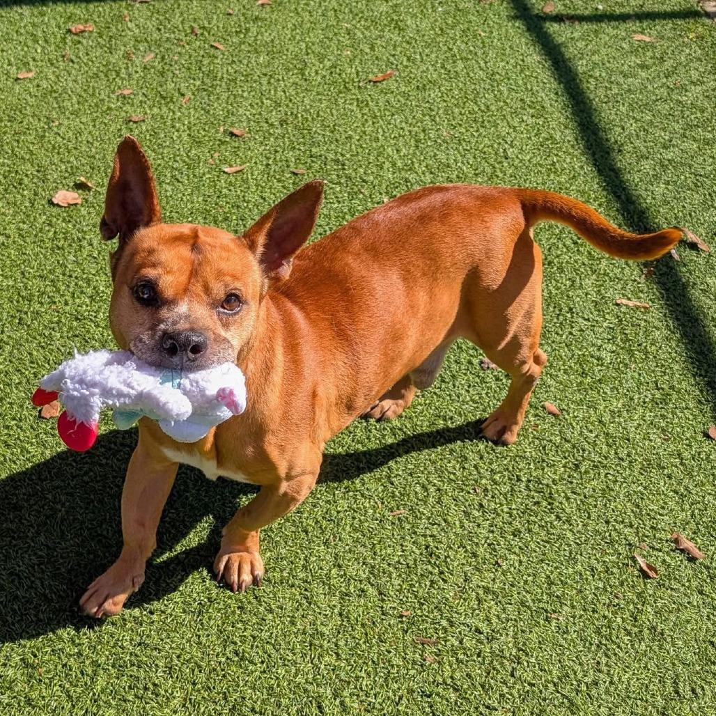 Enlarge Eggs Benedict, a Adoptable mixed breed in Gainesville, GA image 2/6
