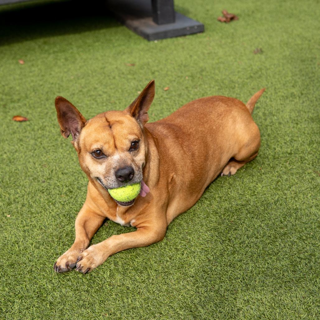 Enlarge Eggs Benedict, a Adoptable mixed breed in Gainesville, GA image 5/6